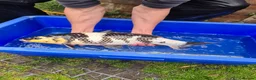 Koi Carp fish for sale: Pond closure - Advert 25