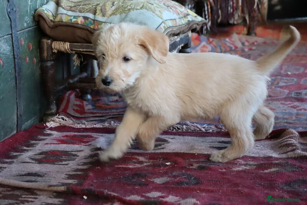 Labradoodle dogs for sale: Standard Labradoodle Puppies F3 - Advert 19