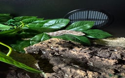 Snake reptiles for sale: Normal Western Hognose  - Image 5