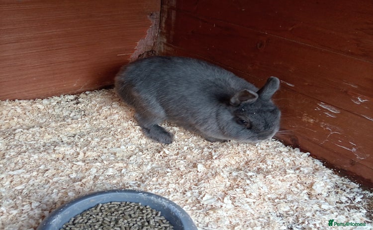 Netherland Dwarf rabbits - Advert 14