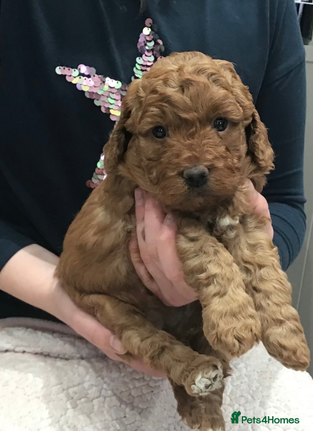 Labradoodle dogs for sale: 5* MINI F1B LABRADOODLE PUPPIES. - Advert 17