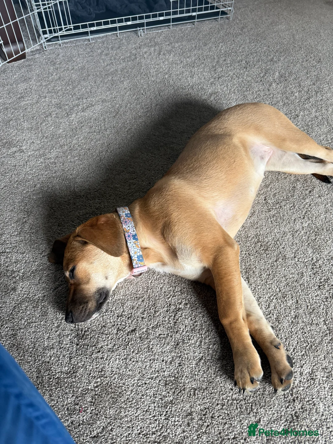 Sheprador dogs for sale: German Shepard mix 5 months  - Advert 7