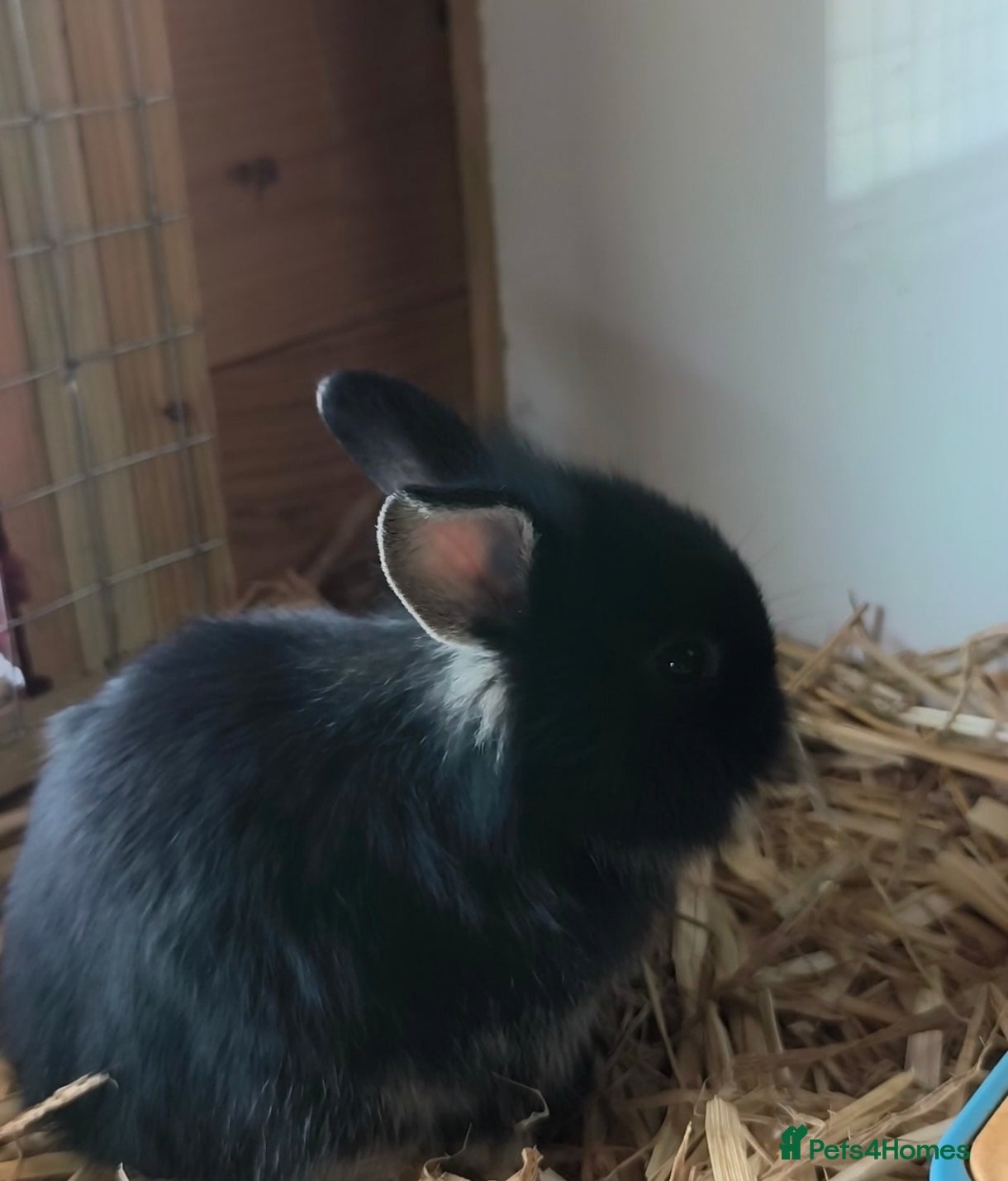 Mini Lop rabbits for sale: Rare Mini Lion Lop Babies for Sale  - Advert 19