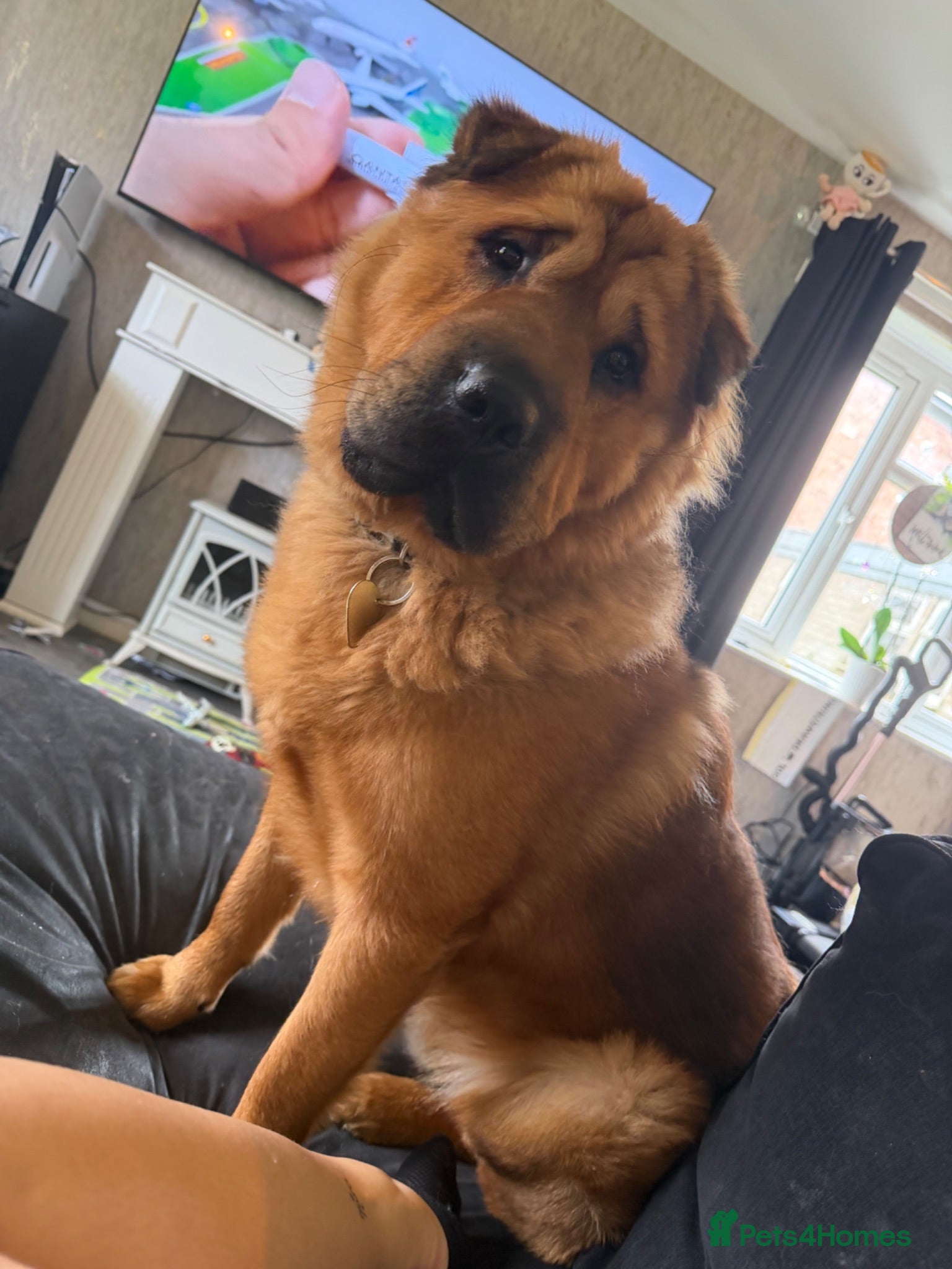 Mixed Breed dogs Shar-Pei x Shepherd 11 Months Old - Advert 1