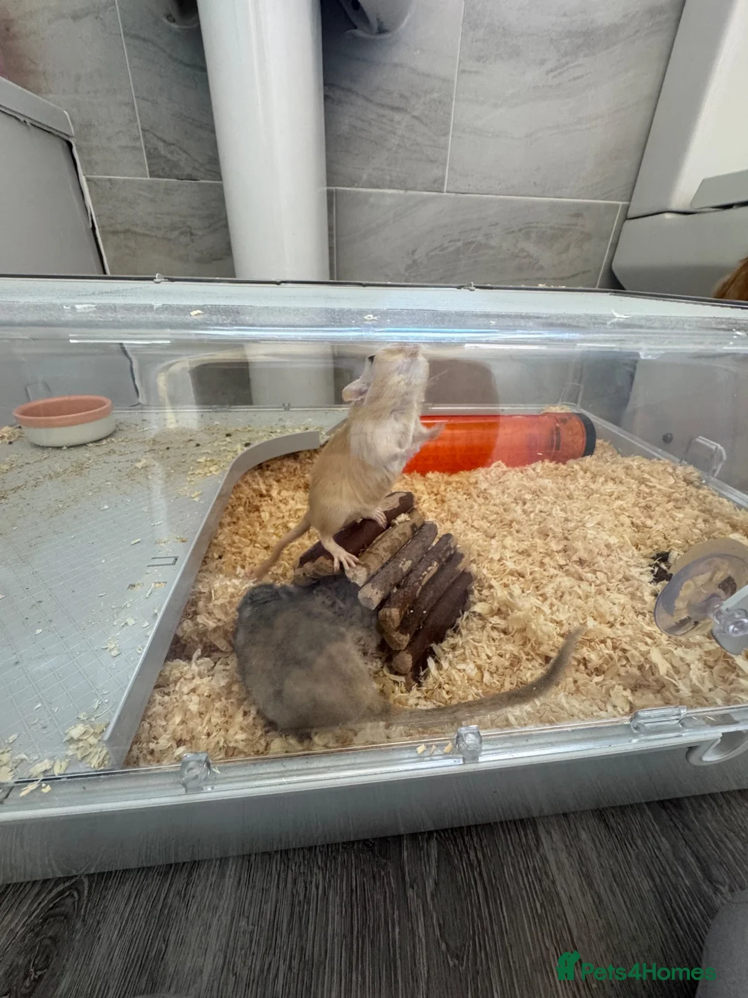 Gerbil rodents for sale: 2 male gerbils  in Nottingham - Advert 2