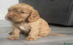 Cocker Spaniel dogs for sale: 3Beautiful show type cocker spaniels 💕♥️ 💙💕 - Image 8