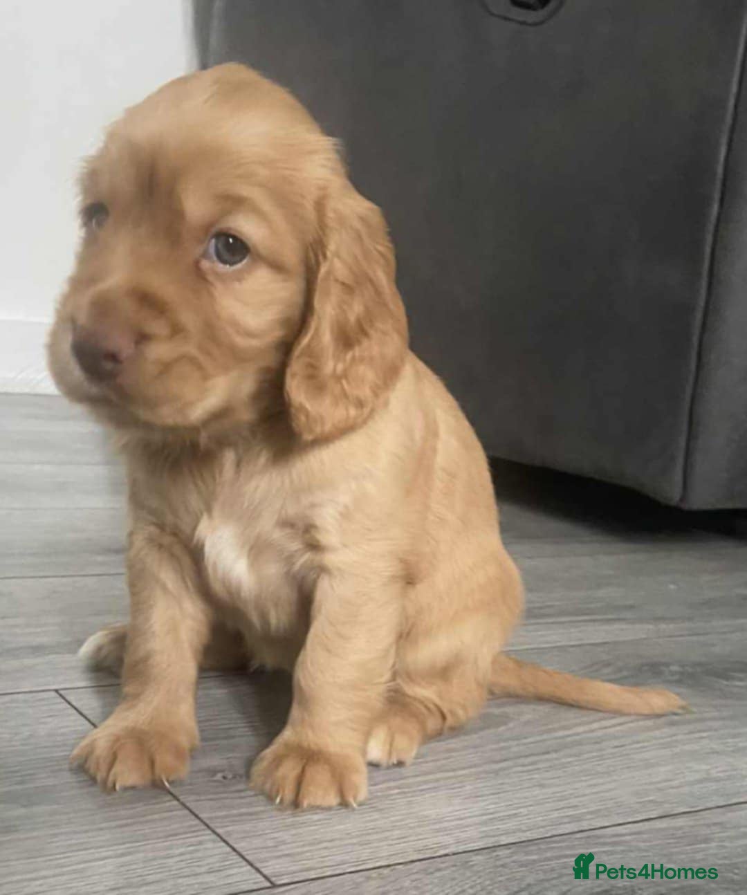 Cocker Spaniel dogs for sale: 3Beautiful show type cocker spaniels 💕♥️ 💙💕 - Image 8