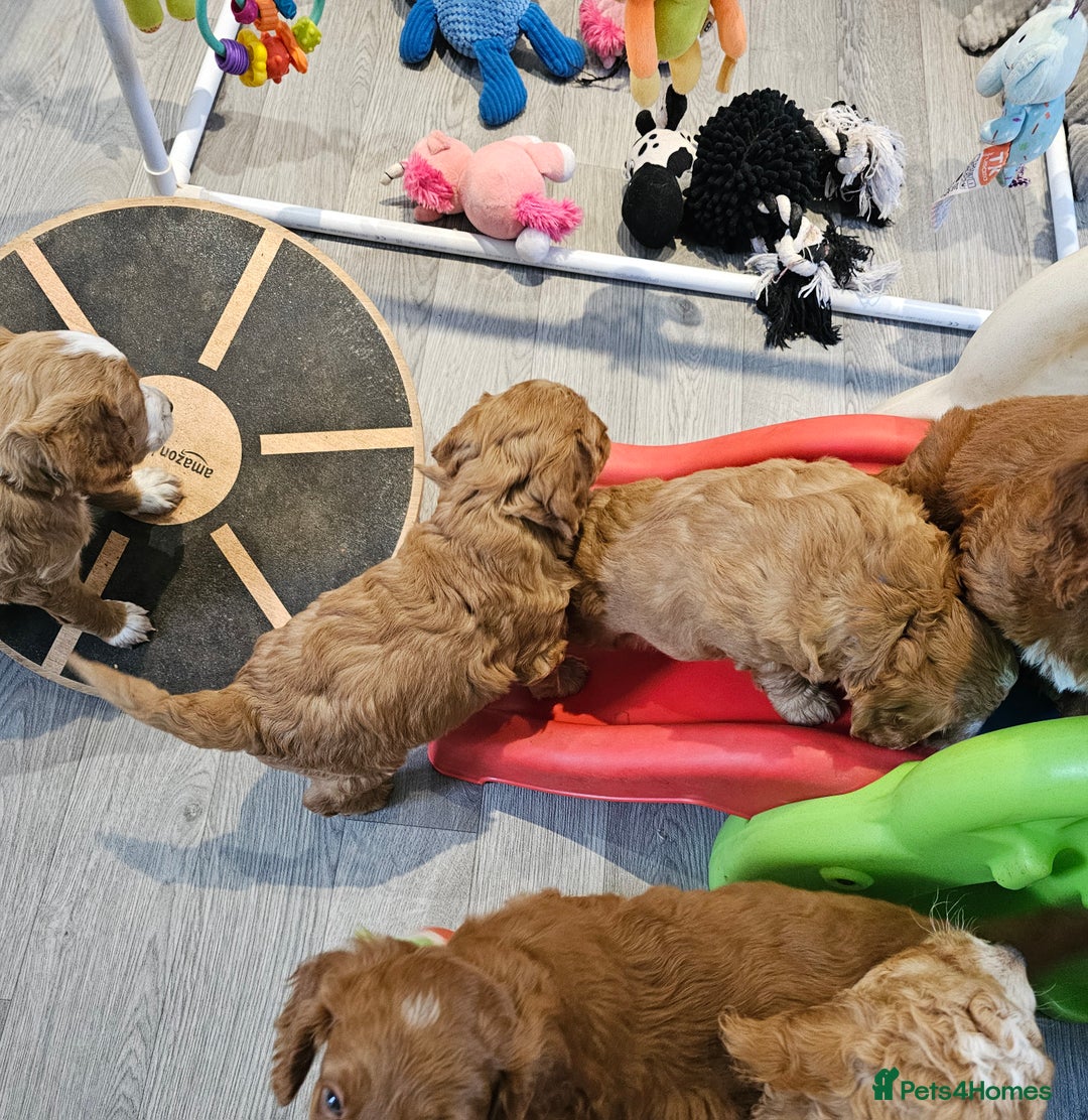 Mixed Breed dogs for sale: F2 Cockapoo's  - Image 12