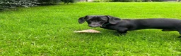 Miniature Dachshund dogs for stud: Fully black miniature dashound stud in Wigan - Advert 5