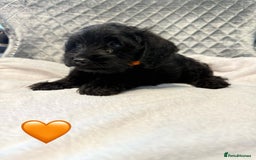 Schnoodle dogs for sale: Beautiful Schnoodle Puppies For Sale - Image 7