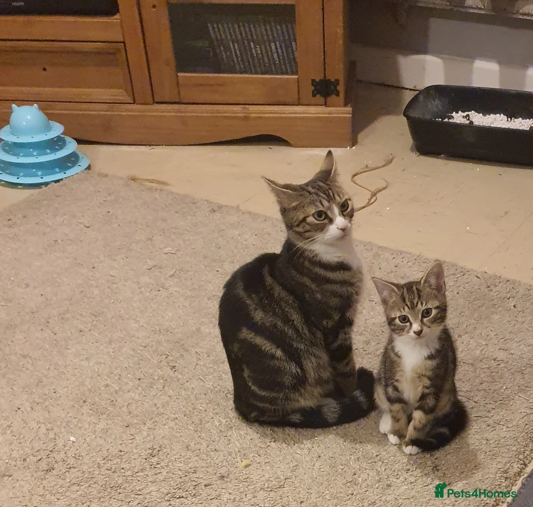 Mixed Breed cats for sale: 1 Female 2 Male Mixed breed  - Advert 1