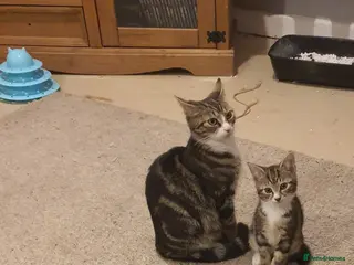 Mixed Breed cats 1 Female 2 Male Mixed breed - Advert 2