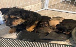 Mixed Breed dogs for sale: Corgi x JRT - Image 4