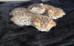 Savannah cats for sale: Stunning Savannah Kittens - Image 20