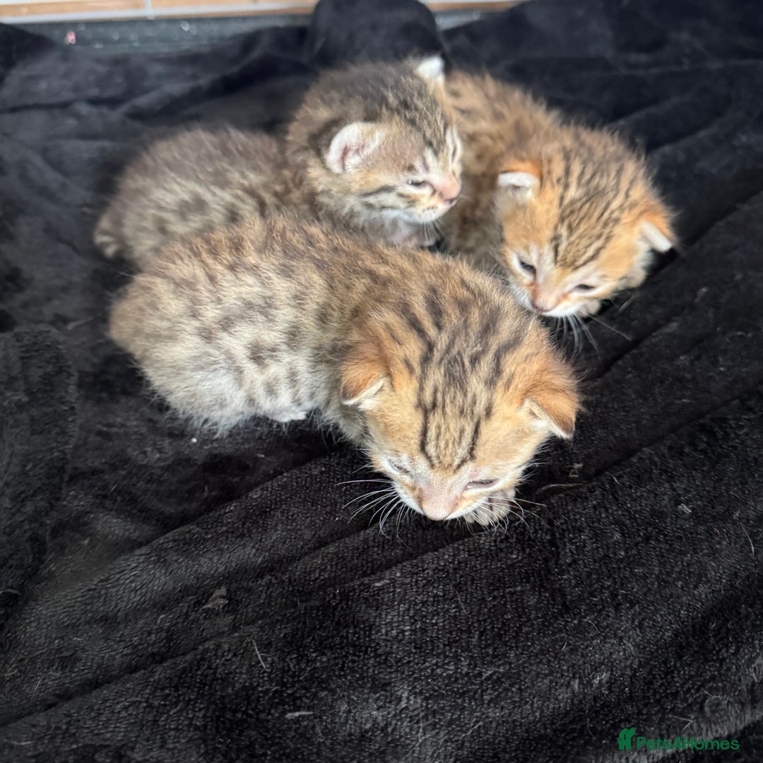 Savannah cats for sale: Stunning Savannah Kittens - Image 20