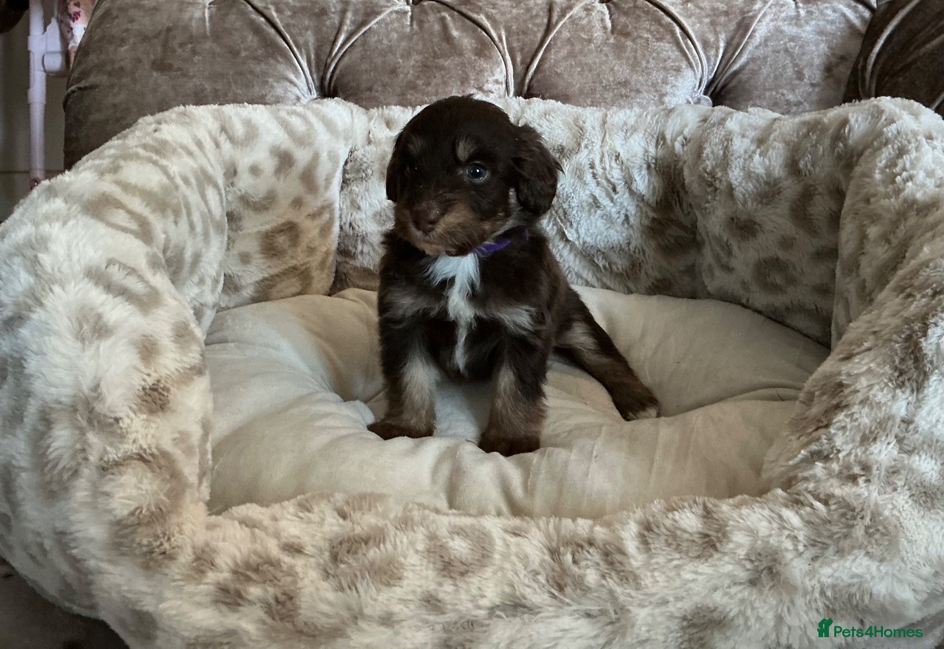 Aussiedoodle dogs Stunning F1B Aussiedoodle puppies - Advert 3