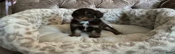 Aussiedoodle dogs for sale: Stunning F1B Aussiedoodle puppies - Advert 1