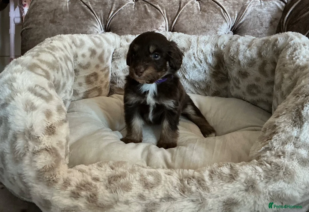 Aussiedoodle dogs for sale: Stunning F1B Aussiedoodle puppies - Advert 1