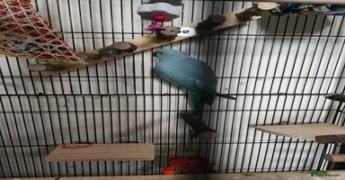 Ringnecks birds Blue Female Indian Ringneck with cage & much more. - Advert 6