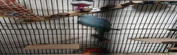 Ringnecks birds for sale: Blue Female Indian Ringneck with cage & much more. - Advert 3