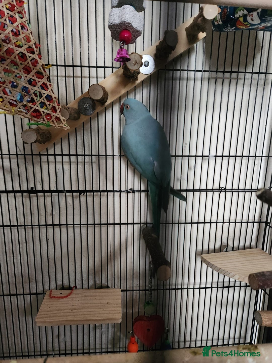 Ringnecks birds for sale: Blue Female Indian Ringneck with cage & much more. - Advert 3