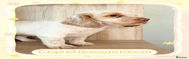 Cocker Spaniel 5