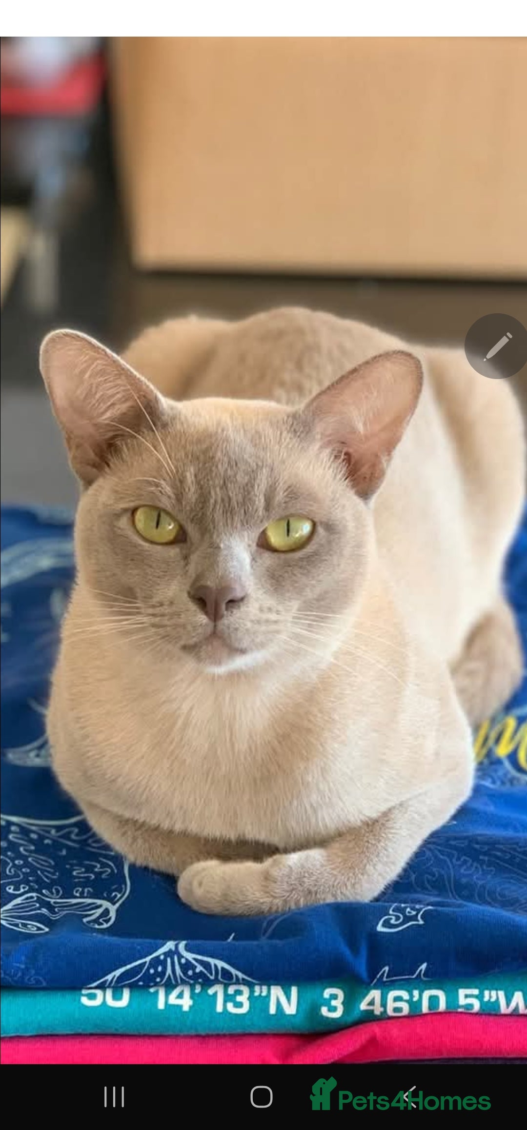 Burmese cats for stud: Midas and Oscar GCCF registered studs  - Advert 7