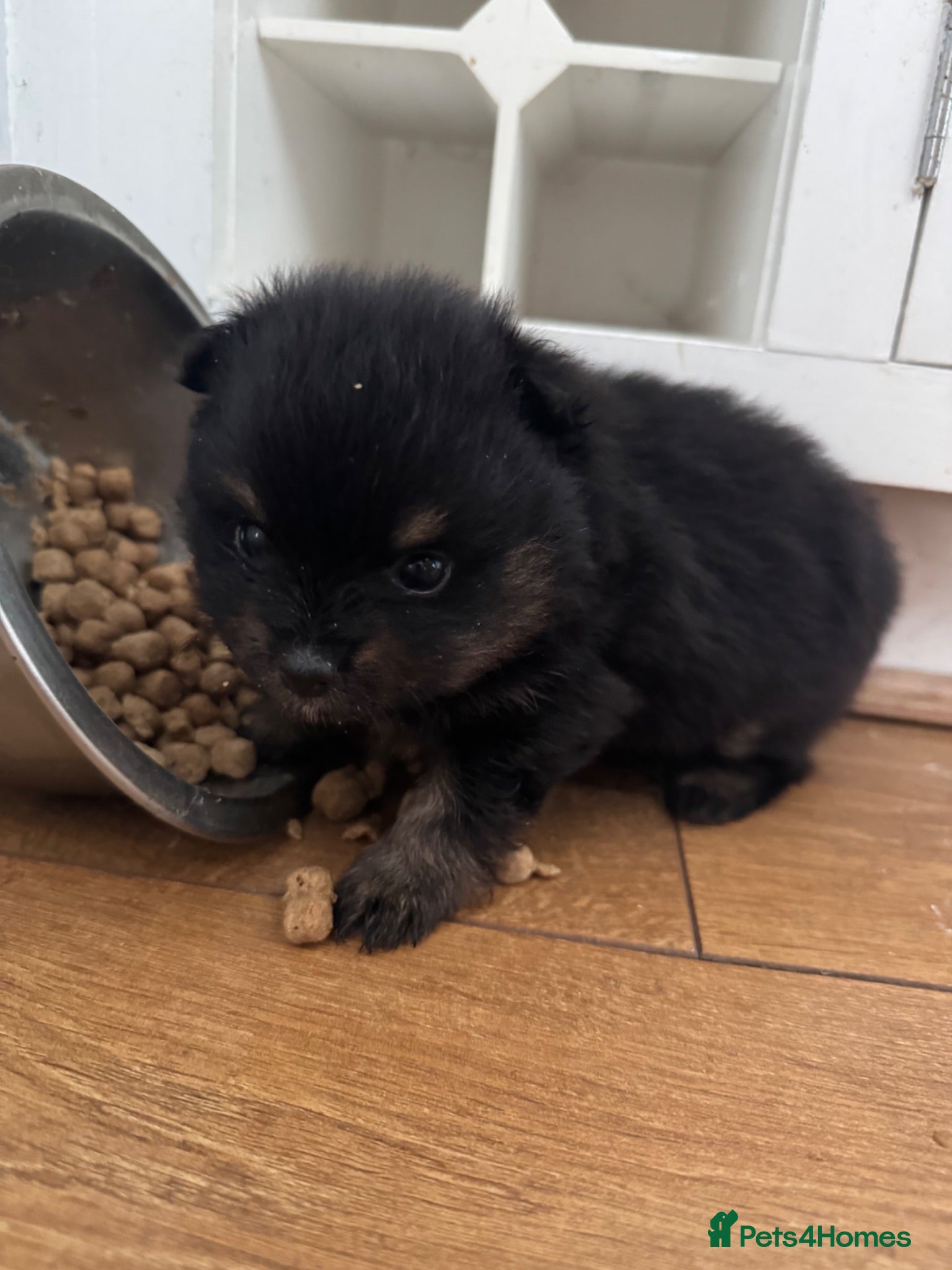 Pomeranian dogs Beautiful Pomeranian Pups - Advert 13