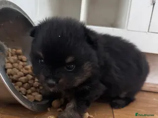 Pomeranian dogs Beautiful Pomeranian Pups - Advert 13