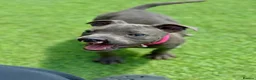 Staffordshire Bull Terrier dogs for sale: Beautiful Blue Staffordshire Bull Terrier Pup - Advert 5