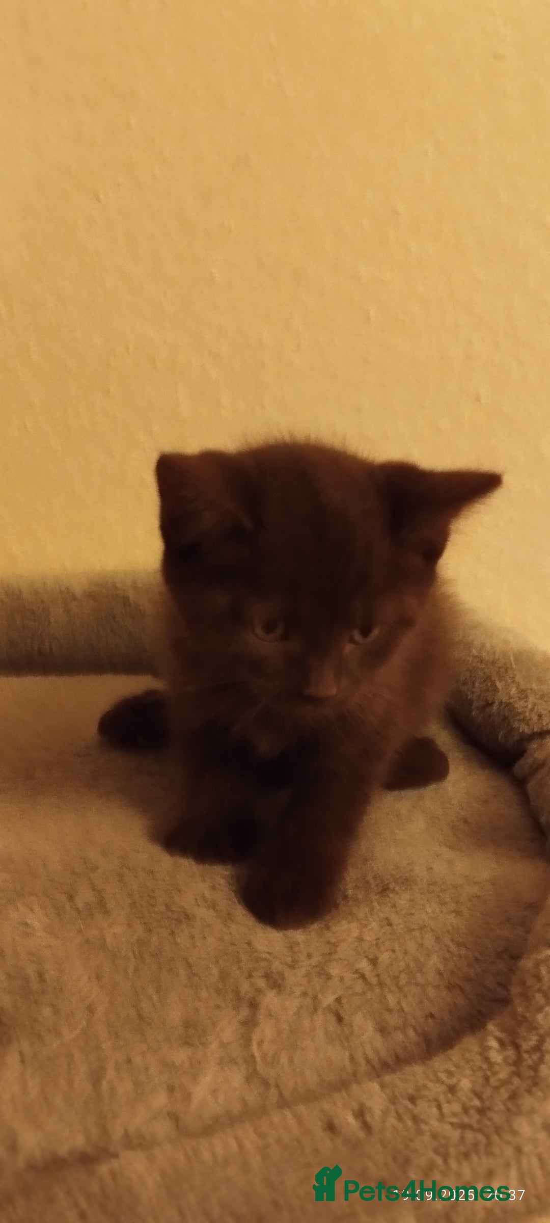 British Shorthair cats for sale: Rare Chocolate & Black Kittens – Ready Now 🐾 - Image 21