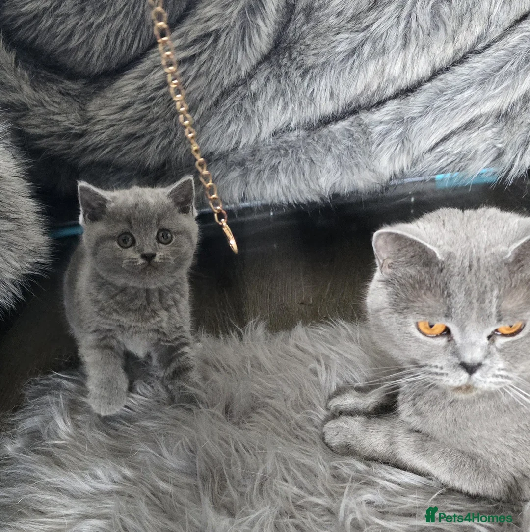 British Shorthair cats for sale: Pure breed gorgeous british blue kittens - Advert 6