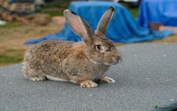 Continental Giant rabbits for sale: Continental Giants  - Image 2