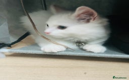 Domestic Shorthair cats for sale: Male Kitten Domestic Shorthair - Image 4