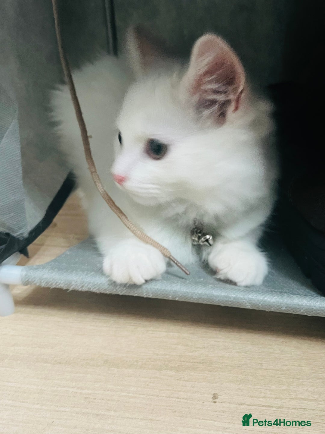 Domestic Shorthair cats for sale: Male Kitten Domestic Shorthair - Image 4