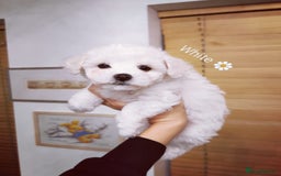 Bichon Frise dogs for sale: 🐶 Pure Bichon Frise Puppies for Sale! 🐶 - Image 9