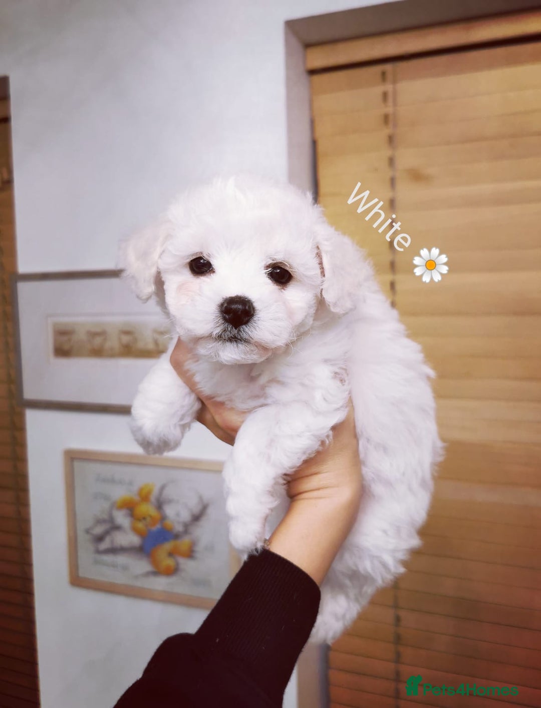 Bichon Frise dogs for sale: 🐶 Pure Bichon Frise Puppies for Sale! 🐶 - Image 9