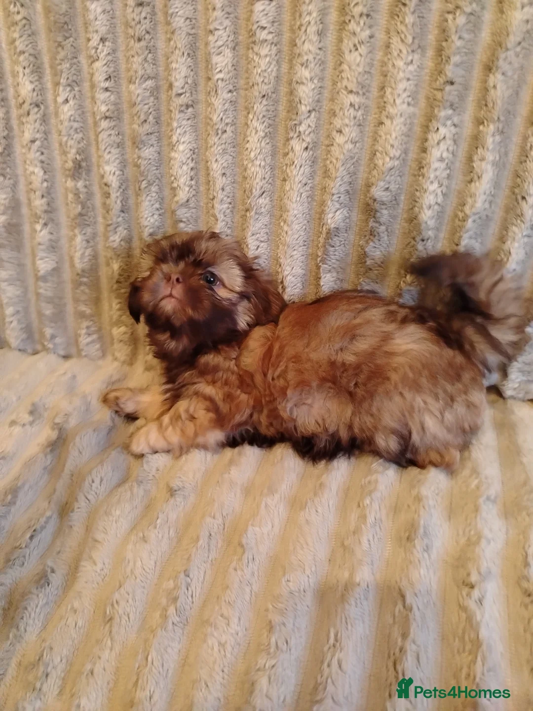 Shih Tzu dogs for sale: Beautiful imperial shih tzu babies  - Advert 18