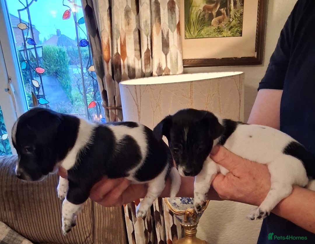 Jack Russell dogs for sale: Jack Russell puppies - Advert 3