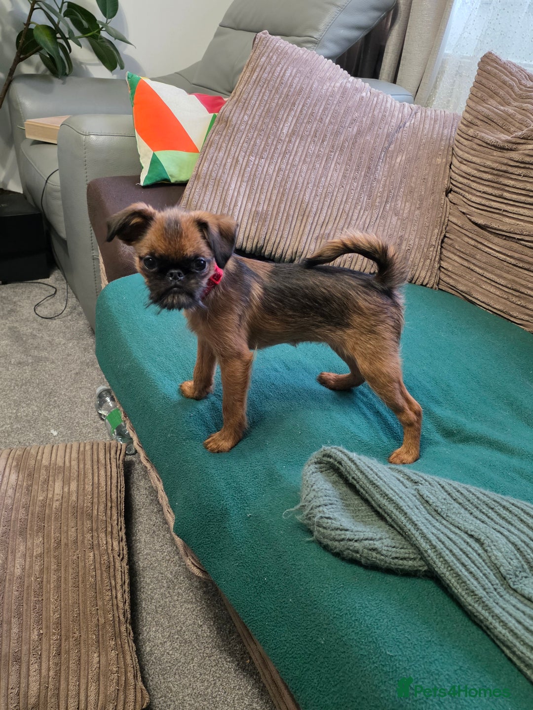 Griffon Bruxellois dogs for sale: Griffon Bruxellois KC registered - Advert 17