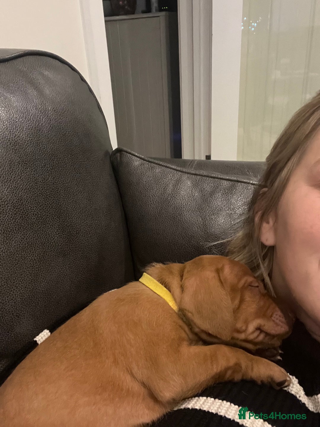 Hungarian Vizsla dogs for sale: Hookside x Skyrocket - Advert 5