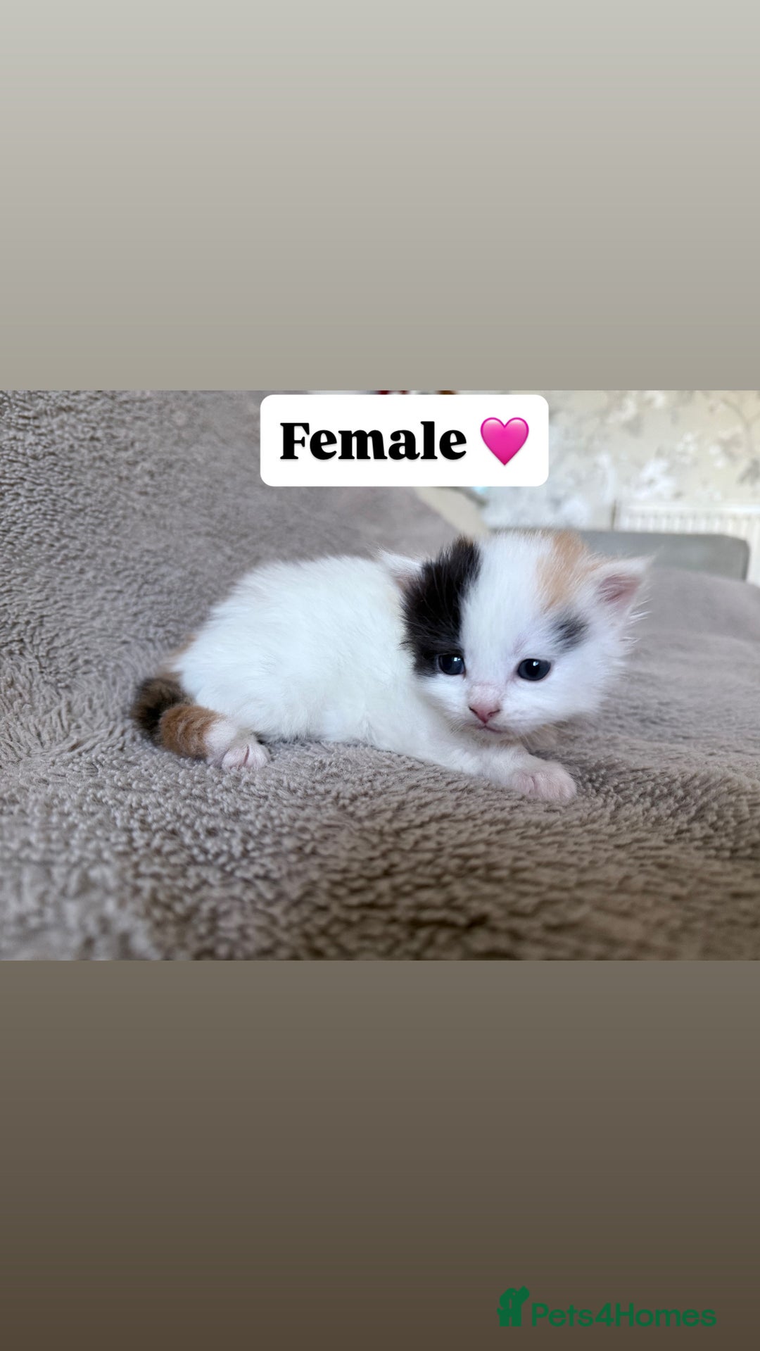 Persian cats for sale: Persian kittens for sale - Advert 4