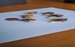 Snails invertebrates for sale: African Land Snails Hatched 21/4/25 - Image 2