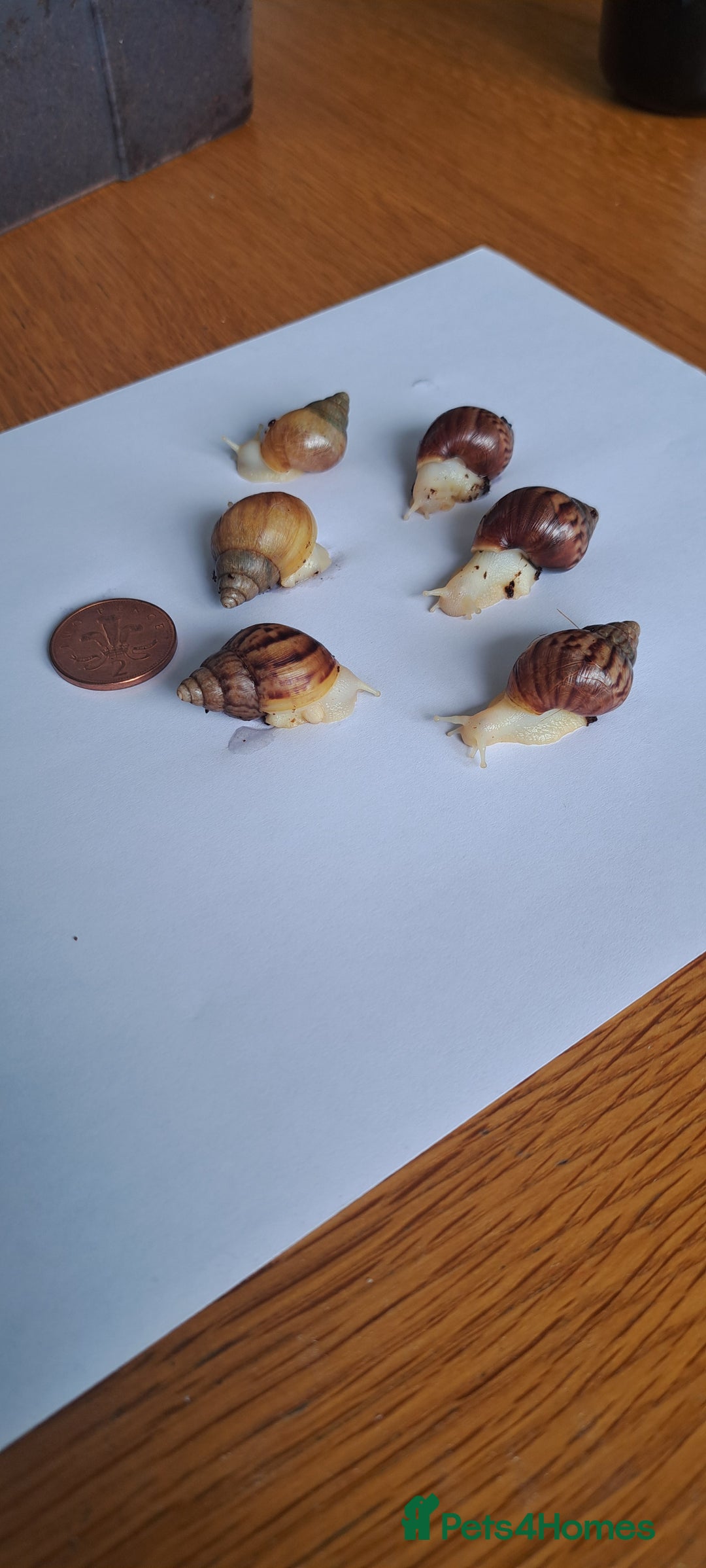 Snails invertebrates for sale: African Land Snails Hatched 21/4/25 - Image 2