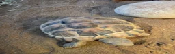 Tortoise reptiles for sale: Dwarf Hermans tortoise full set up - Advert 7