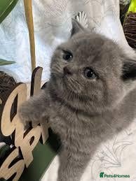British Shorthair cats beautiful british shorthair kittens - Advert 12