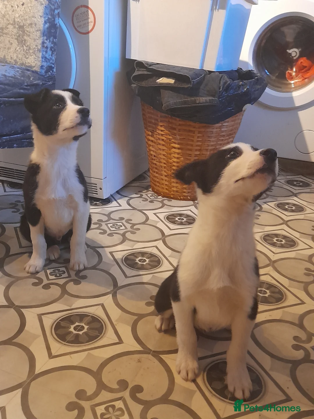 Border Collie dogs for sale: Puppies 🐶  - Advert 6