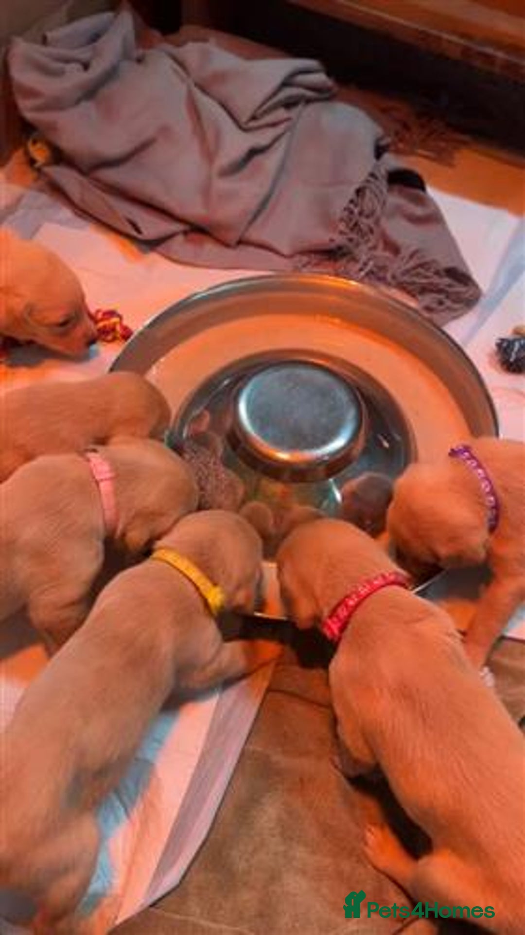 Labrador Retriever dogs for sale: Labrador Puppies Looking for Their Forever Homes!  - Image 17
