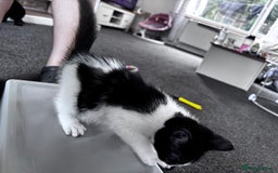 Mixed Breed cats for sale: 5 beautiful kittens looking for their forever home - Image 4