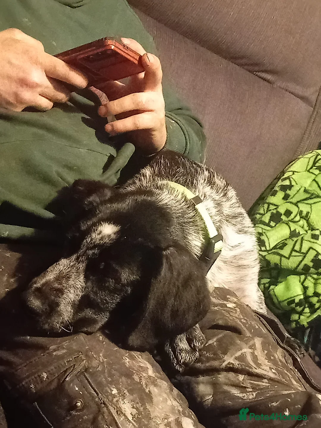 Sprollie dogs for sale: Maxx spaniel  in Swansea - Advert 5